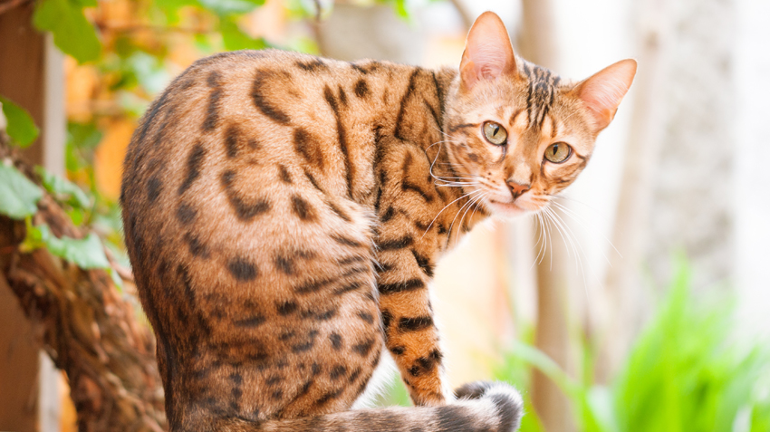 Bengal cat breeders